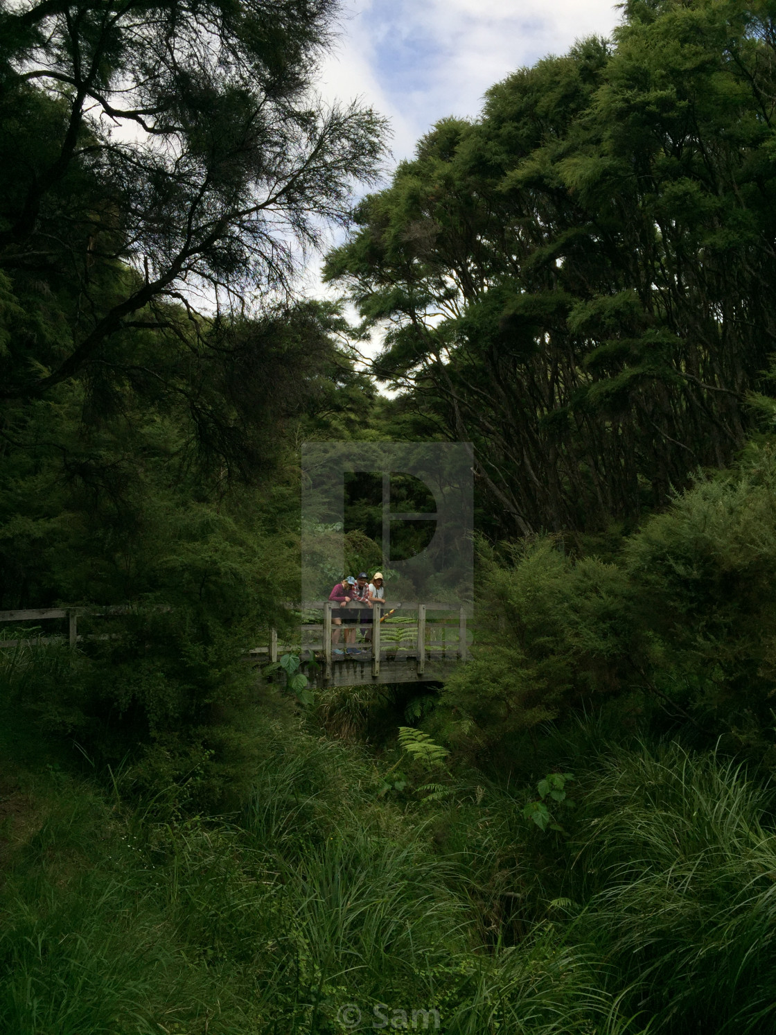 "The Natural Green Screen - New Zealand" by Sam - $9.96 "The Natural Green Screen - New Zealand" stock image