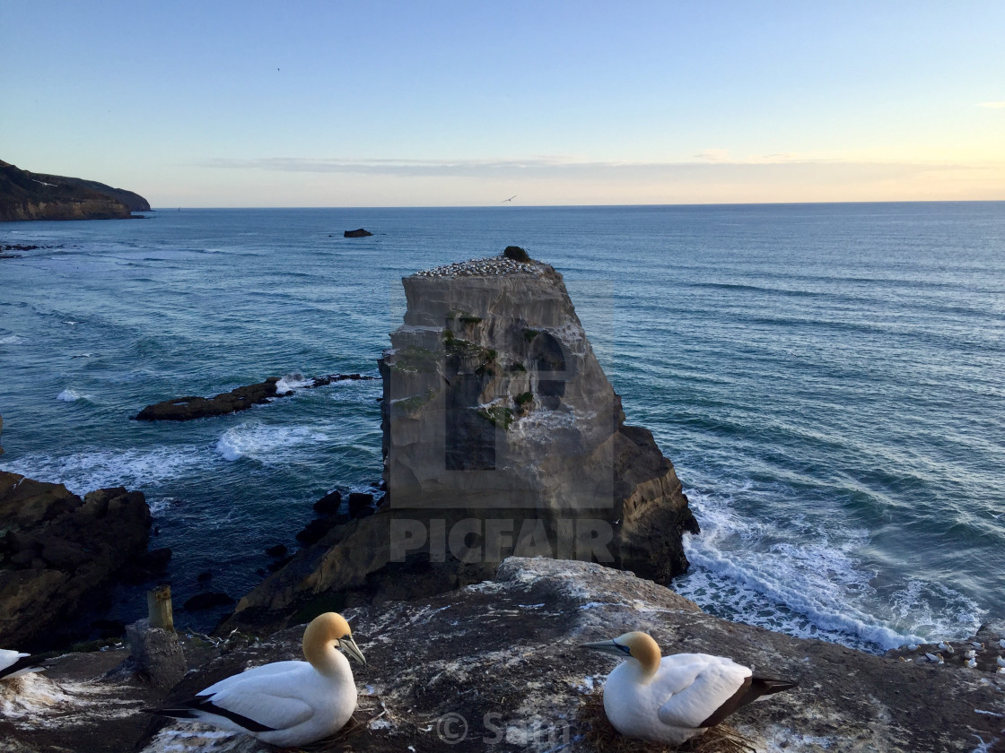 "Muriwai Gannet Colony" by Sam - $13.08 "Muriwai Gannet Colony" stock image