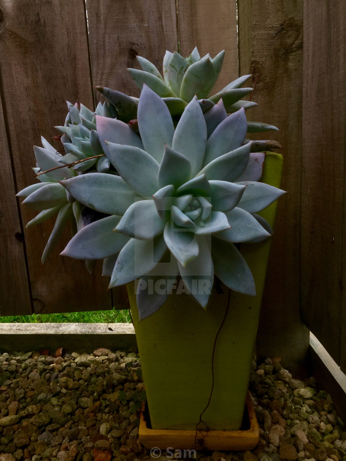 "Graptoveria 'Opalina' Succulent" by Sam - $9.96 "Graptoveria 'Opalina' Succulent" stock image