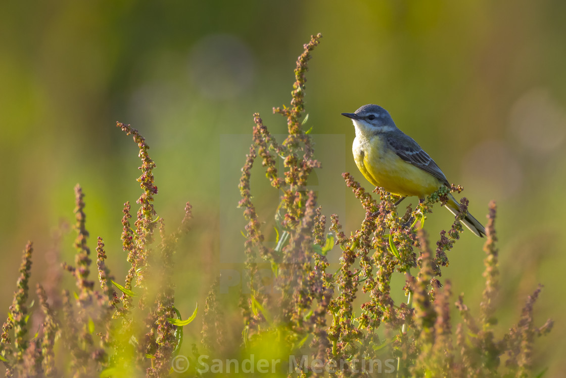 "Closeup of a male western yellow wagtail bird Motacilla flava si" by Sander Meertins - $5.36 "Closeup of a male western yellow wagtail bird Motacilla flava si" stock image