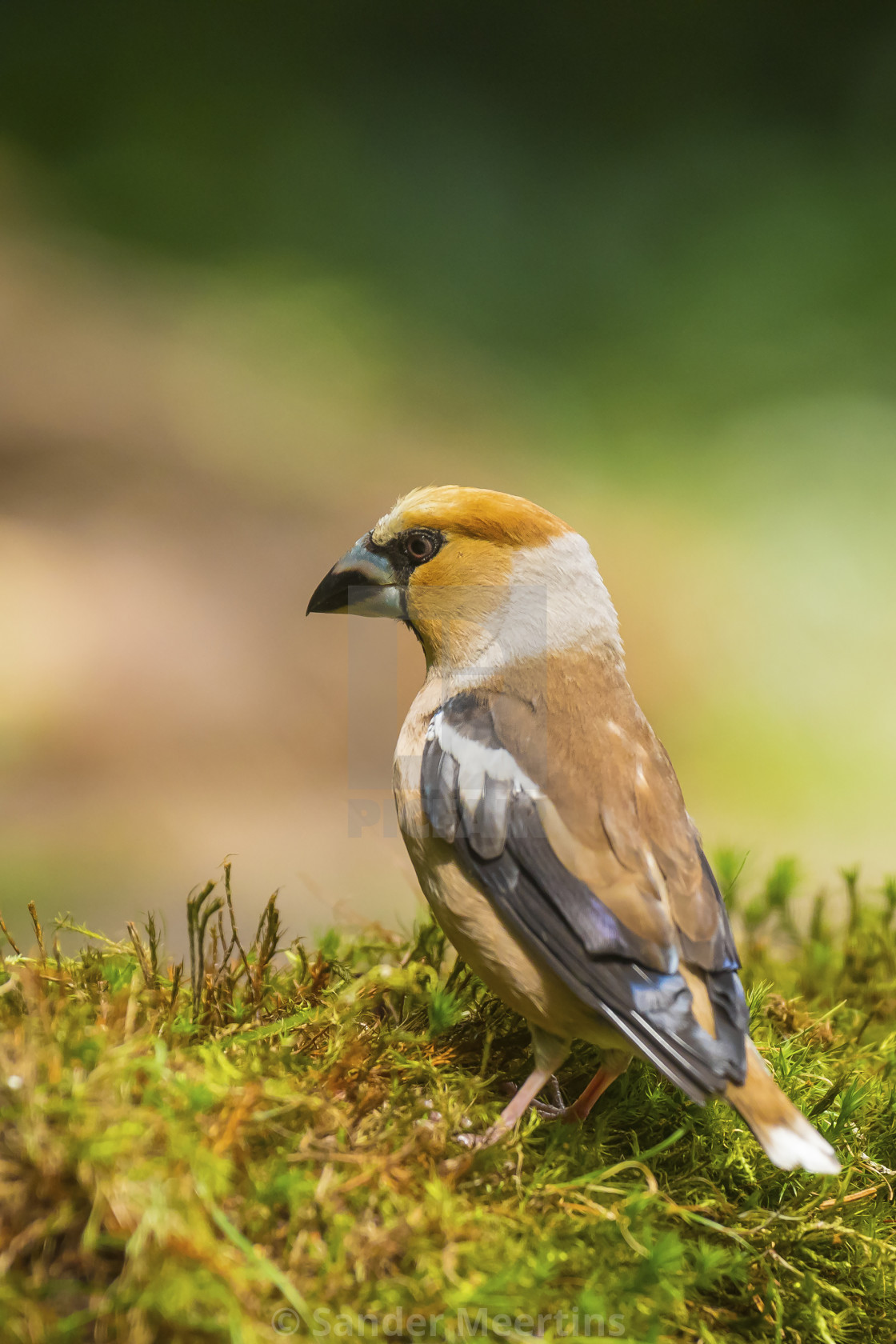 "Closeup of a male hawfinch Coccothraustes coccothraustes songbir" by Sander Meertins - $5.36 "Closeup of a male hawfinch Coccothraustes coccothraustes songbir" stock image