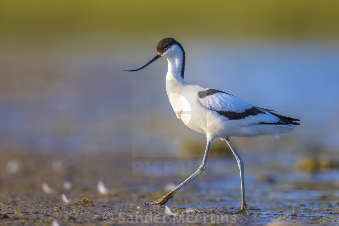 "Pied Avocet, Recurvirostra avosetta; parent and chick foraging" by Sander Meertins - $5.36 "Pied Avocet, Recurvirostra avosetta; parent and chick foraging" stock image