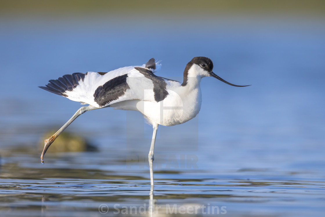 "Pied Avocet, Recurvirostra avosetta; parent and chick foraging" by Sander Meertins - $5.36 "Pied Avocet, Recurvirostra avosetta; parent and chick foraging" stock image