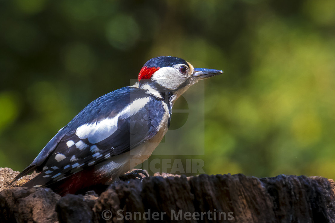 "Closeup of a great spotted woodpecker, Dendrocopos major, perche" by Sander Meertins - $5.36 "Closeup of a great spotted woodpecker, Dendrocopos major, perche" stock image