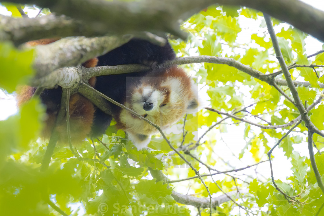 "Little red panda, Ailurus fulgens, resting in a tree" by Sander Meertins - $5.36 "Little red panda, Ailurus fulgens, resting in a tree" stock image