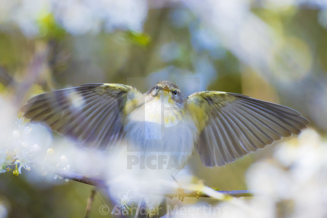"Willow warbler bird, Phylloscopus trochilus, perched." by Sander Meertins - $5.36 "Willow warbler bird, Phylloscopus trochilus, perched." stock image