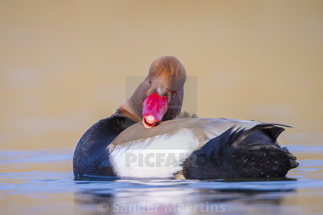 "Male red-crested pochard Netta rufina waterfowl, foraging, low p" by Sander Meertins - $5.36 "Male red-crested pochard Netta rufina waterfowl, foraging, low p" stock image