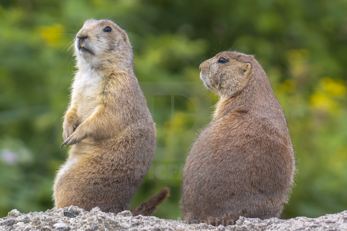 "Black-tailed prairie dog Cynomys ludovicianus eating vegtables" by Sander Meertins - $5.36 "Black-tailed prairie dog Cynomys ludovicianus eating vegtables" stock image