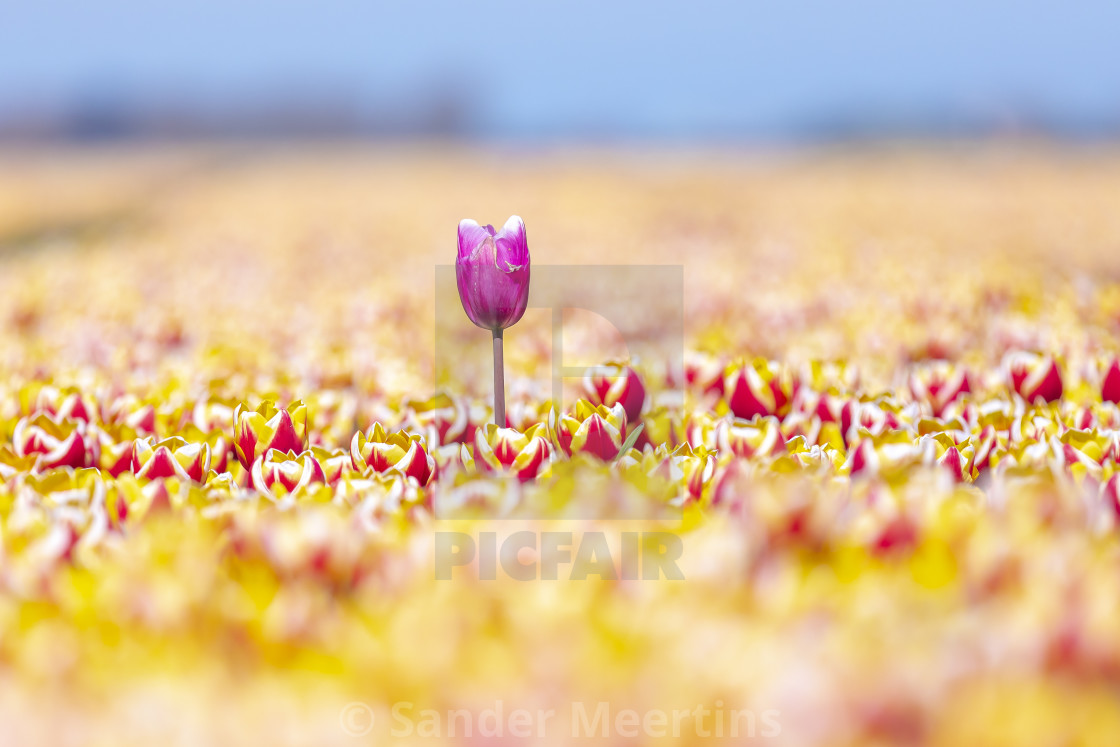 "Blooming colorful Dutch pink purple tulip flower field under a b" by Sander Meertins - $5.36 "Blooming colorful Dutch pink purple tulip flower field under a b" stock image