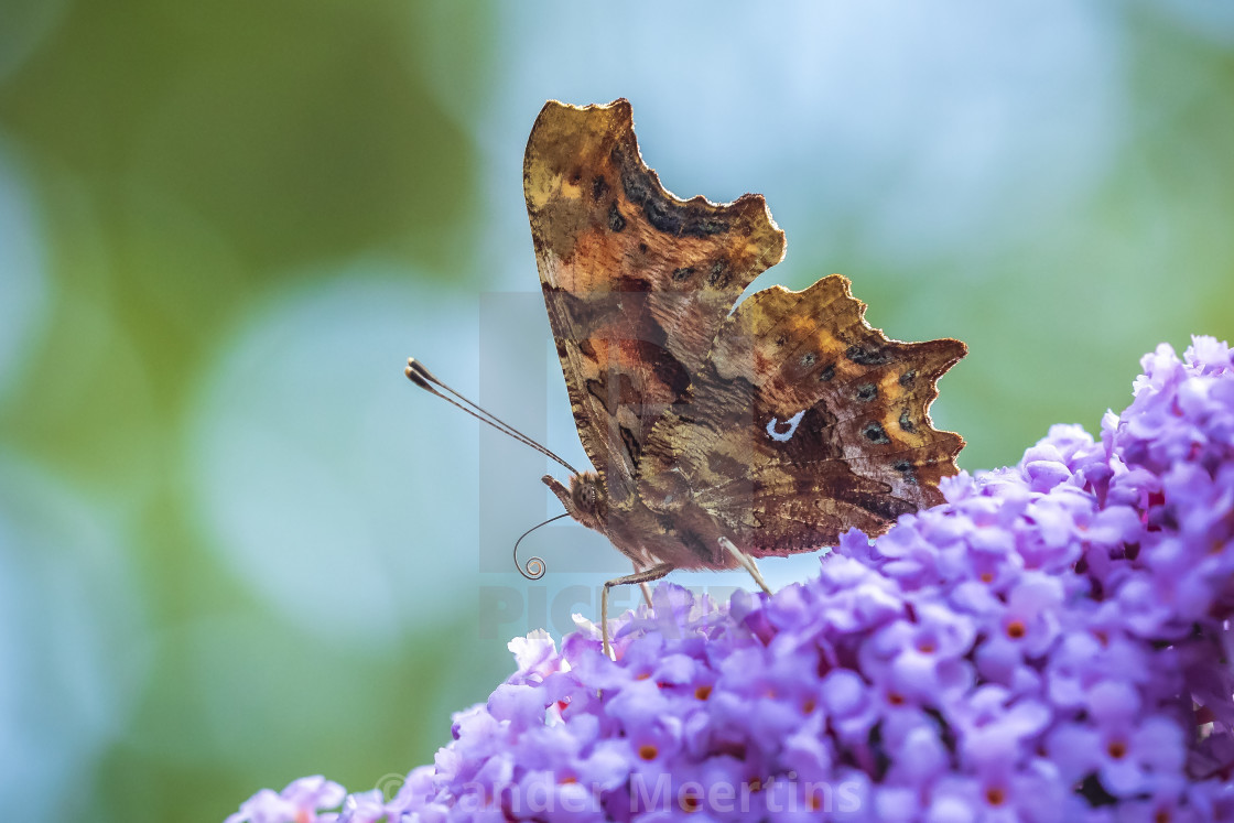 "Comma butterfly Polygonia c-album on purple buddlja flowers" by Sander Meertins - $5.36 "Comma butterfly Polygonia c-album on purple buddlja flowers" stock image