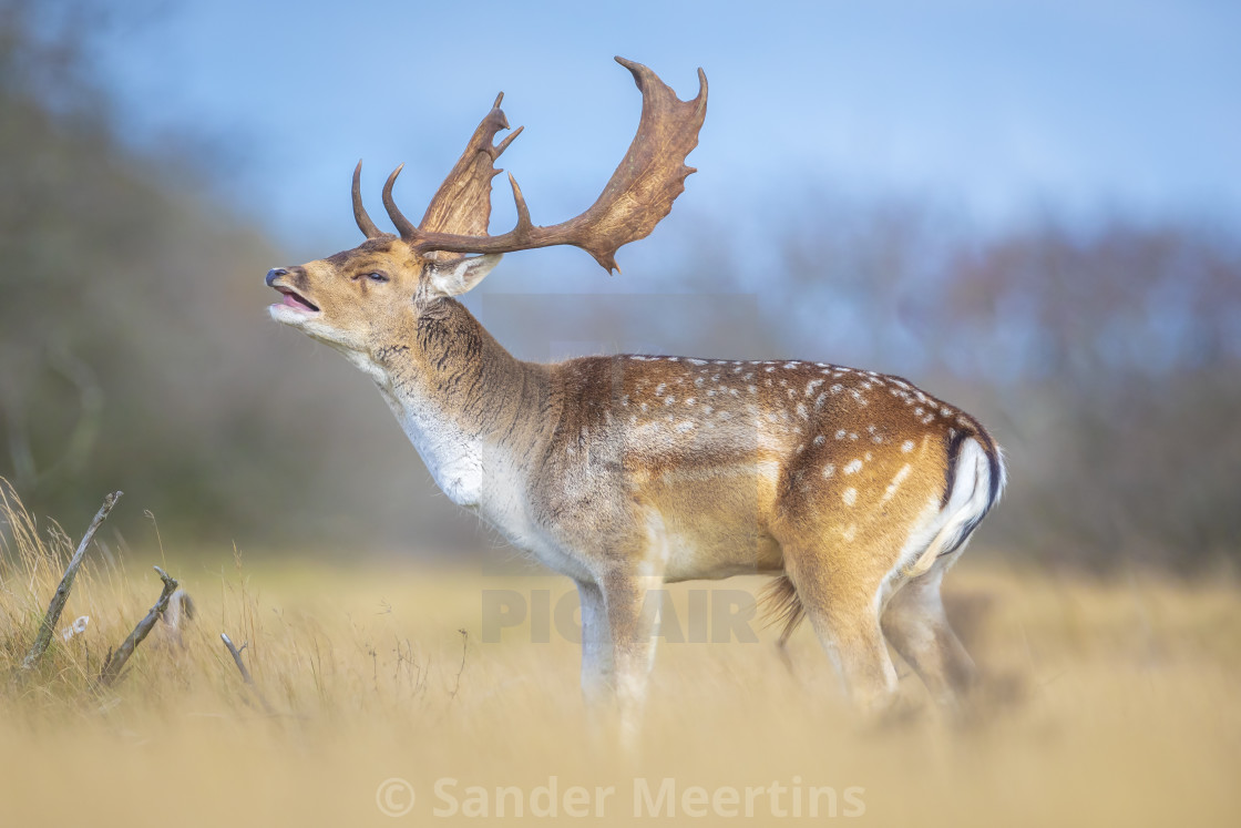 "Fallow deer stag, Dama Dama, with big antlers during rutting in" by Sander Meertins - $5.36 "Fallow deer stag, Dama Dama, with big antlers during rutting in" stock image