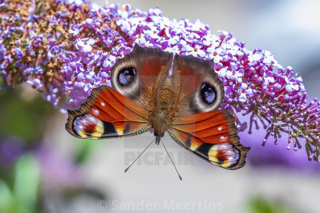"Vanessa cardui Painted Lady butterfly" by Sander Meertins - $5.36 "Vanessa cardui Painted Lady butterfly" stock image