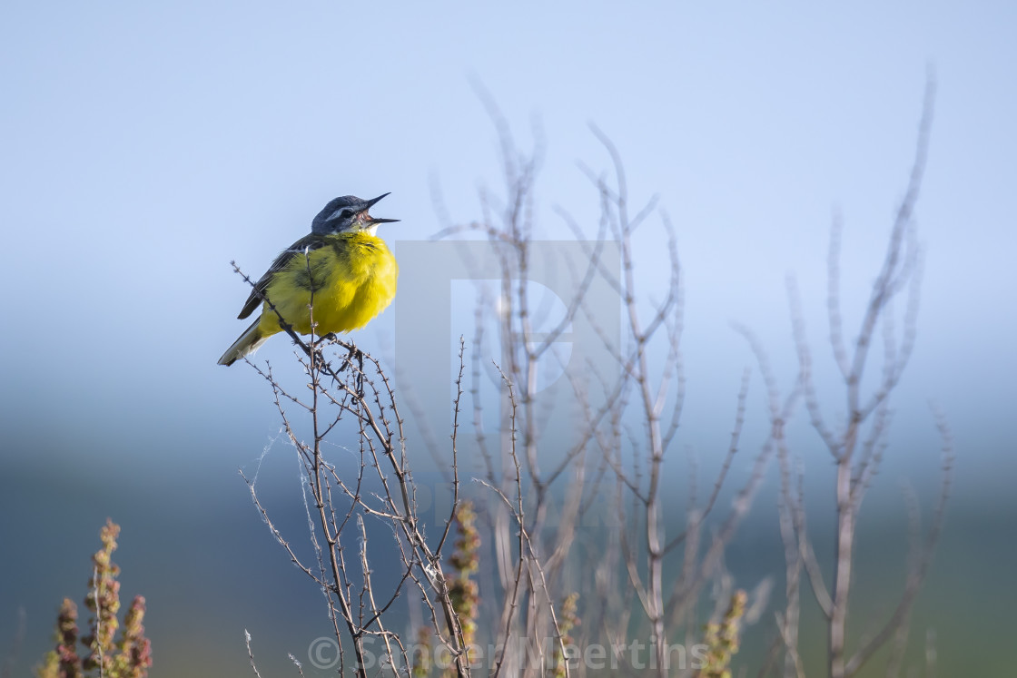 "Closeup of a male western yellow wagtail bird Motacilla flava si" by Sander Meertins - $5.36 "Closeup of a male western yellow wagtail bird Motacilla flava si" stock image