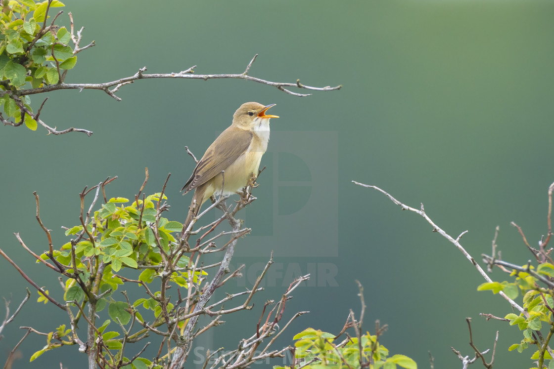 "Marsh warbler, Acrocephalus palustris, singing bird" by Sander Meertins - $5.36 "Marsh warbler, Acrocephalus palustris, singing bird" stock image