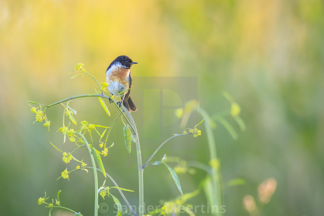 "Stonechat, Saxicola rubicola, bird perching" by Sander Meertins - $5.36 "Stonechat, Saxicola rubicola, bird perching" stock image
