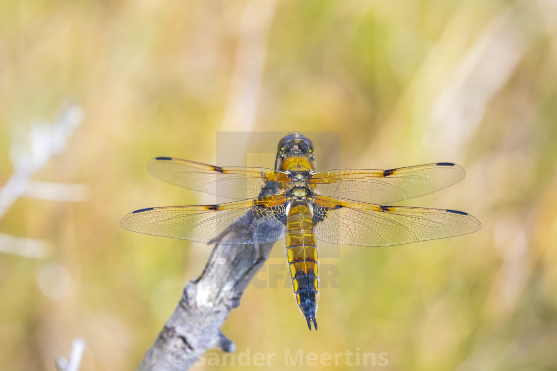 "Close-up of a four-spotted chaser Libellula quadrimaculata drago" by Sander Meertins - $5.36 "Close-up of a four-spotted chaser Libellula quadrimaculata drago" stock image