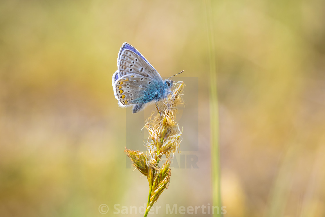 "Common Blue butterfly (Polyommatus icarus) pollinating closeup" by Sander Meertins - $5.36 "Common Blue butterfly (Polyommatus icarus) pollinating closeup" stock image