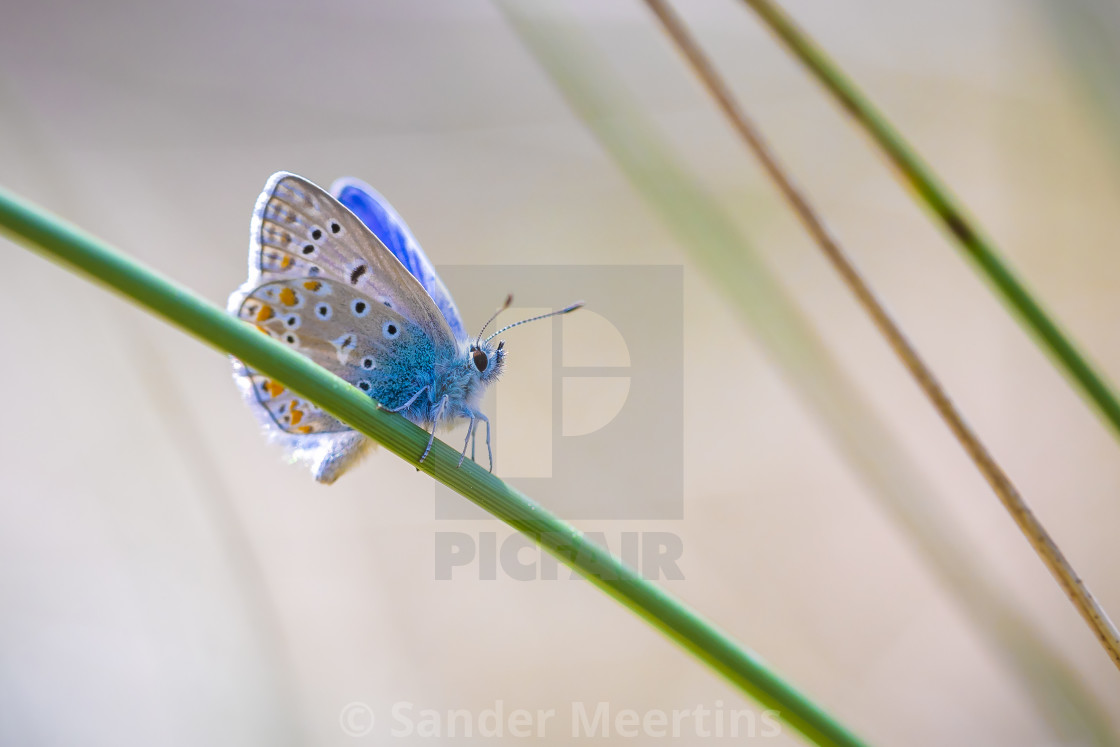 "Common Blue butterfly (Polyommatus icarus) pollinating closeup" by Sander Meertins - $5.36 "Common Blue butterfly (Polyommatus icarus) pollinating closeup" stock image