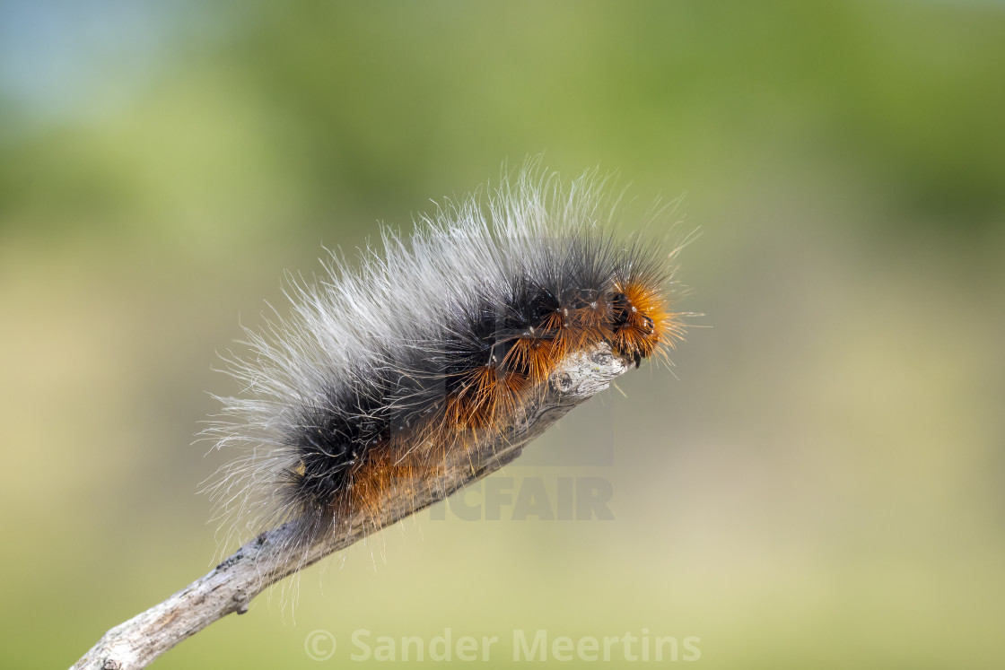 "Closeup of a garden tiger moth or great tiger moth, Arctia caja," by Sander Meertins - $5.36 "Closeup of a garden tiger moth or great tiger moth, Arctia caja," stock image