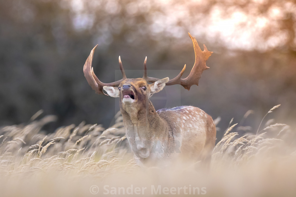 "Fallow deer stag, Dama Dama, with big antlers during rutting in" by Sander Meertins - $5.36 "Fallow deer stag, Dama Dama, with big antlers during rutting in" stock image