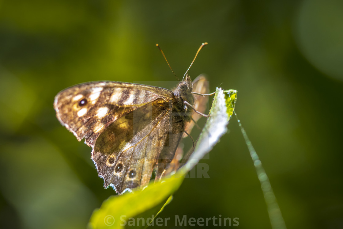 "Speckled wood butterfly Pararge aegeria side view" by Sander Meertins - $5.36 "Speckled wood butterfly Pararge aegeria side view" stock image