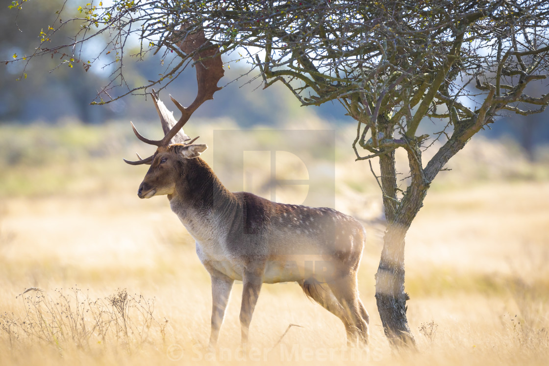 "Fallow deer stag, Dama Dama, with big antlers during rutting in" by Sander Meertins - $5.36 "Fallow deer stag, Dama Dama, with big antlers during rutting in" stock image