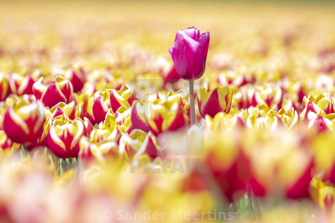 "Blooming colorful Dutch yellow red tulips flower field under a b" by Sander Meertins - $5.36 "Blooming colorful Dutch yellow red tulips flower field under a b" stock image