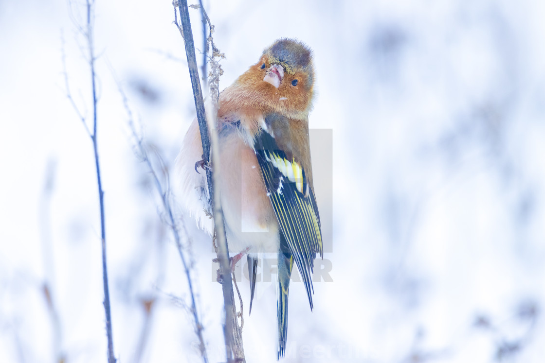 "chaffinch male, Fringilla coelebs, foraging in snow, beautiful c" by Sander Meertins - $5.36 "chaffinch male, Fringilla coelebs, foraging in snow, beautiful c" stock image