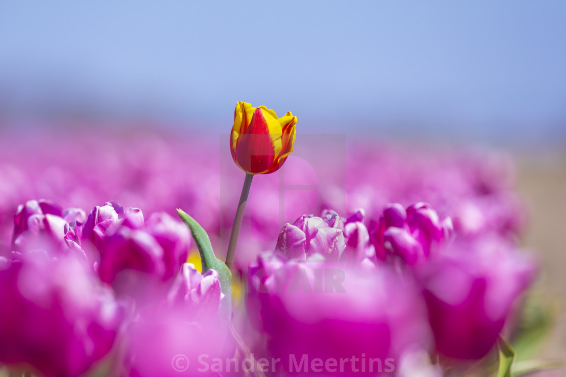 "Blooming colorful Dutch yellow red tulips flower field under a b" by Sander Meertins - $5.36 "Blooming colorful Dutch yellow red tulips flower field under a b" stock image
