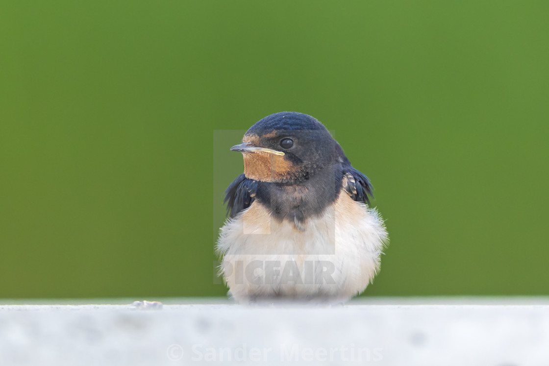 "Barn Swallow, Hirundo rustica, juvenile feeding" by Sander Meertins - $5.36 "Barn Swallow, Hirundo rustica, juvenile feeding" stock image