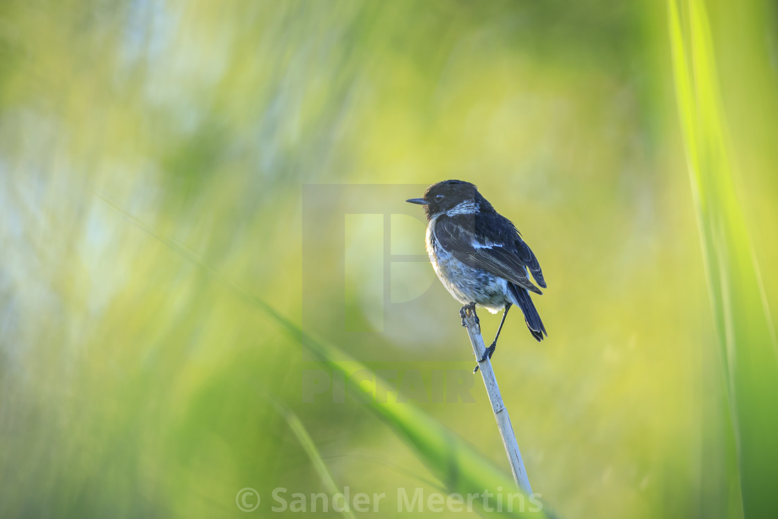 "Stonechat, Saxicola rubicola, bird perching" by Sander Meertins - $5.36 "Stonechat, Saxicola rubicola, bird perching" stock image
