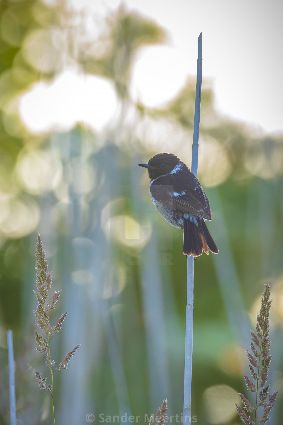 "Stonechat, Saxicola rubicola, bird perching" by Sander Meertins - $5.36 "Stonechat, Saxicola rubicola, bird perching" stock image