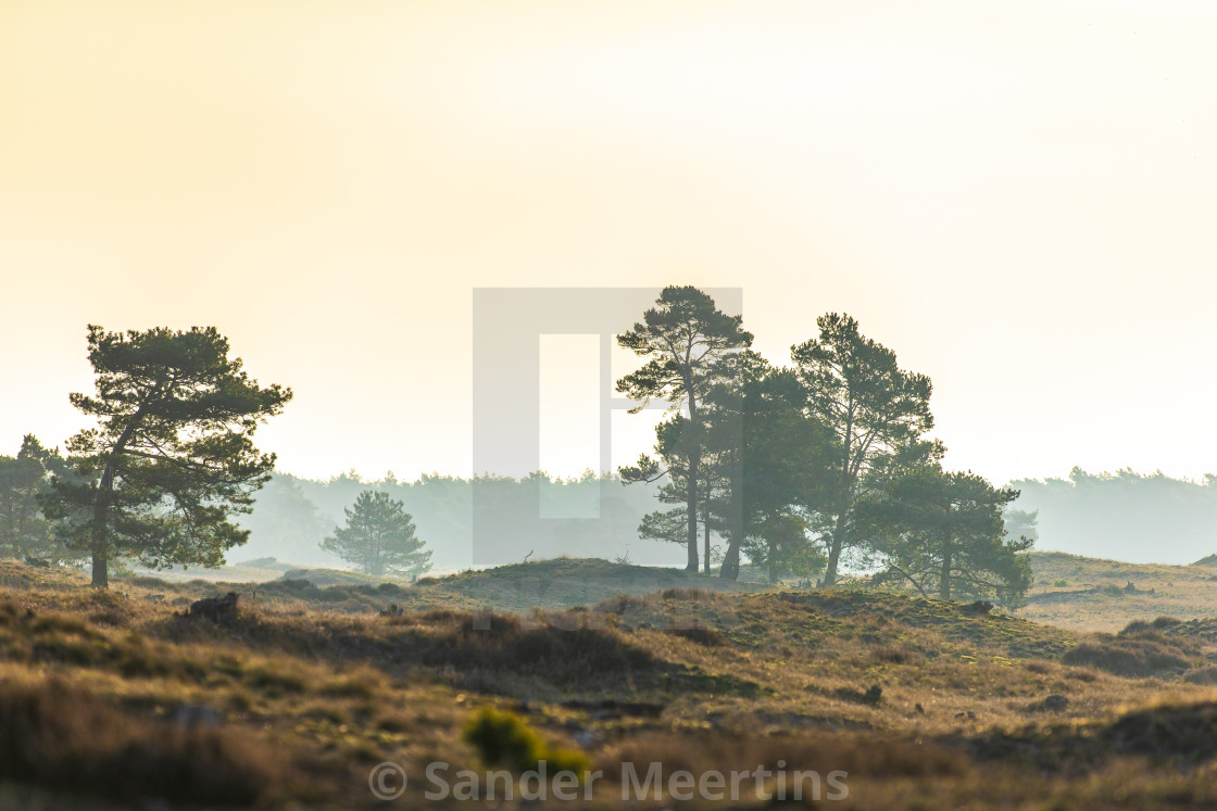 "Colorful moorland landscape, national park Hoge Veluwe Holland" by Sander Meertins - $5.36 "Colorful moorland landscape, national park Hoge Veluwe Holland" stock image