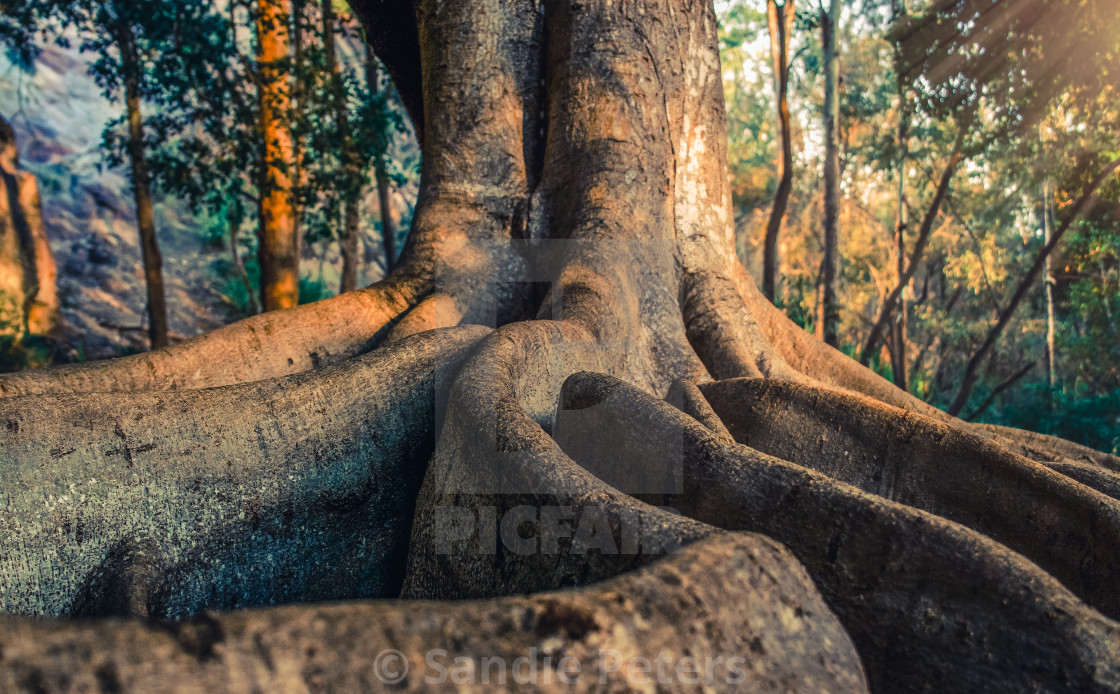 "Getting back to roots" by Sandie Peters - £31.00 "Getting back to roots" stock image