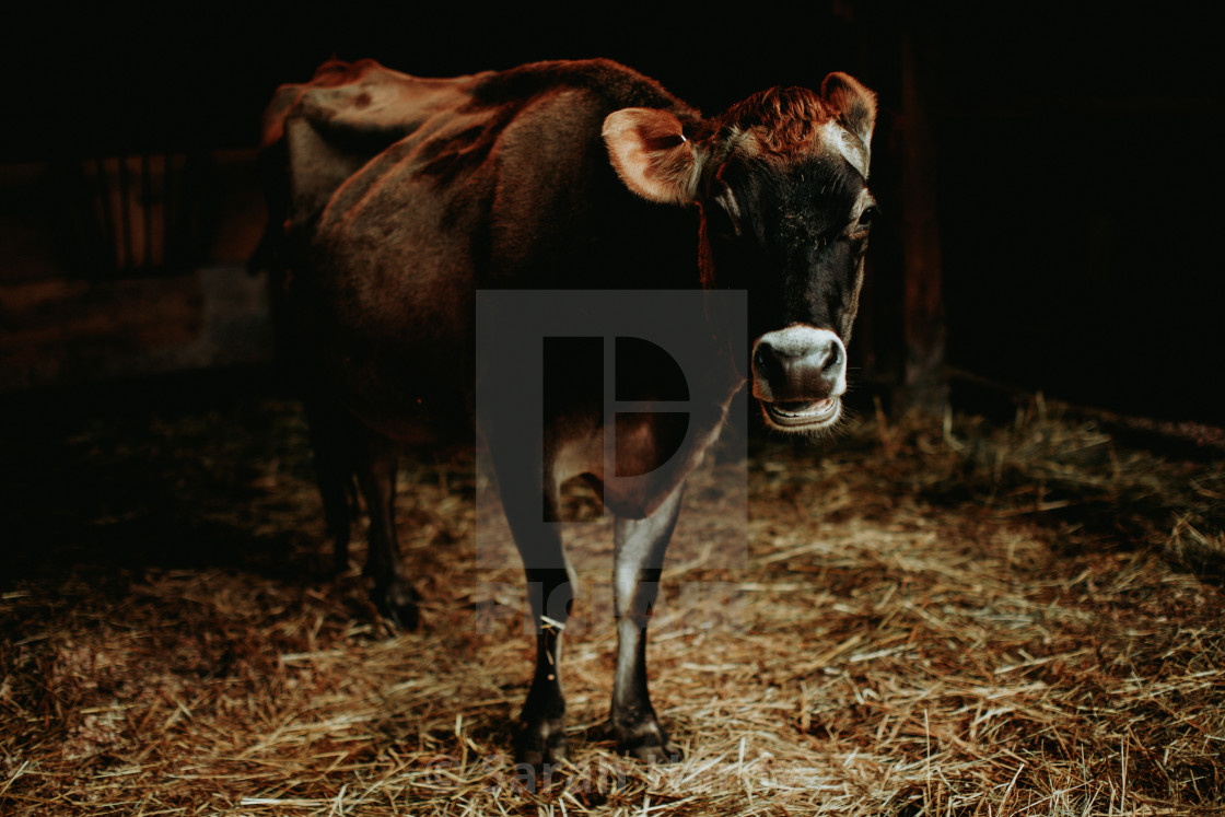 "Chewing the Cud" stock image