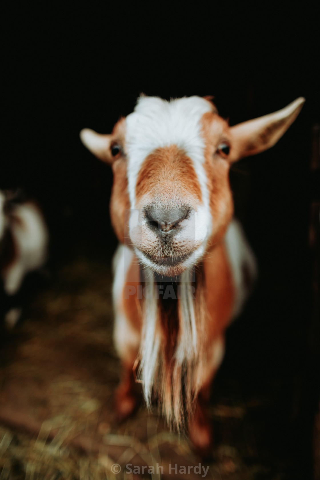 "Goatee King" stock image