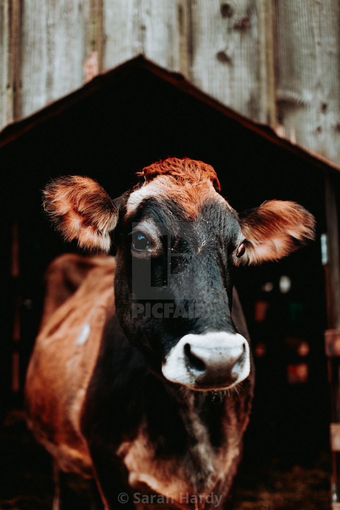 "Aurora the Cow" stock image