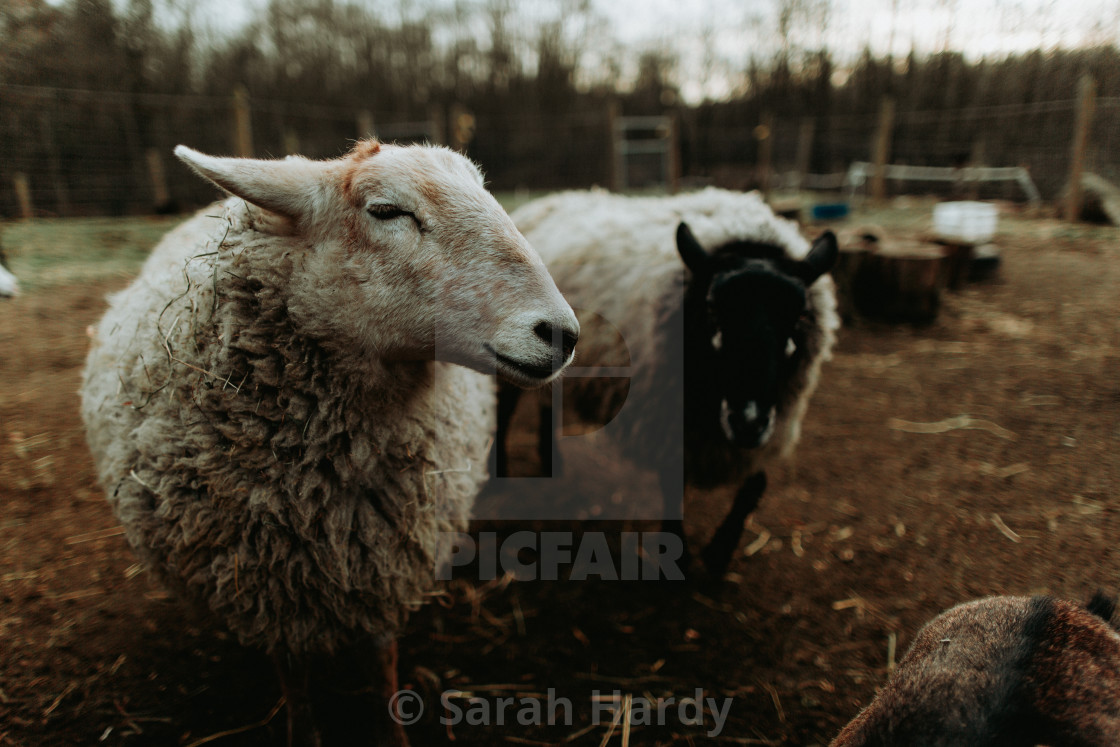 "Woolly Lovelies" stock image