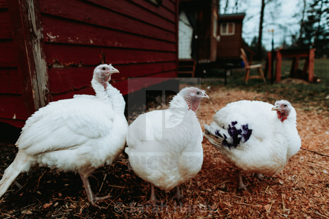 "Three Big Girls" stock image