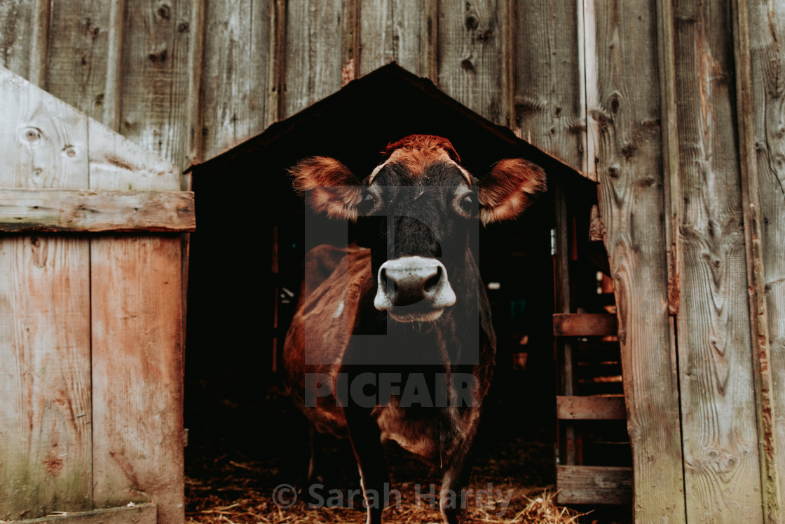 "Old Cow Lady" stock image