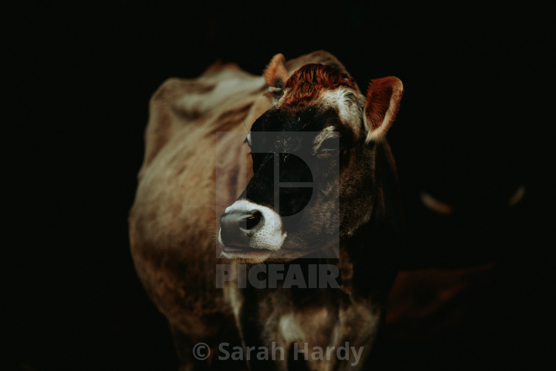 "Bovine Toupee" stock image