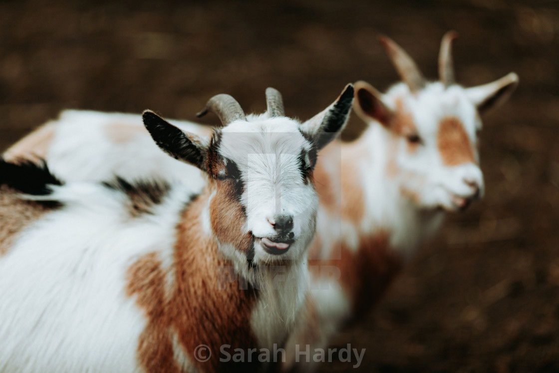 "Cheeky Goat" stock image