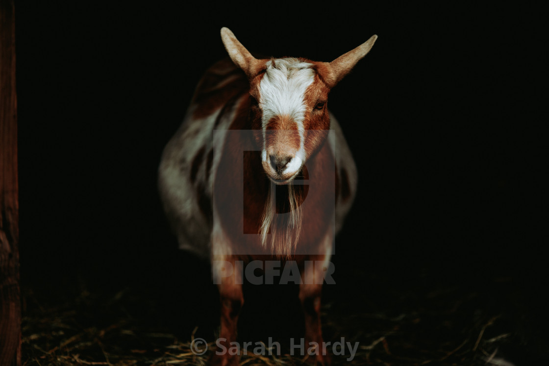 "Posing Goat" stock image