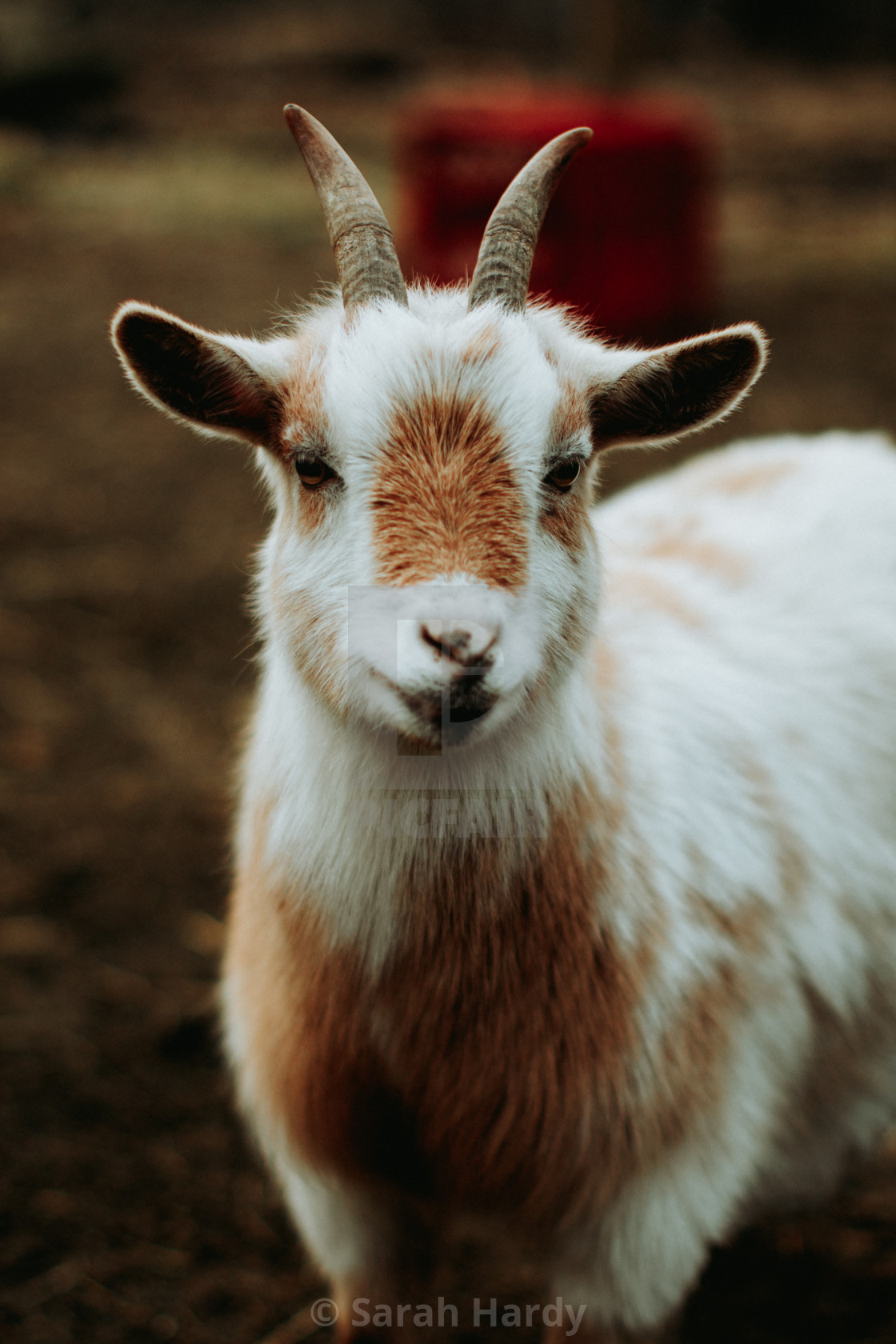 "Goat" stock image