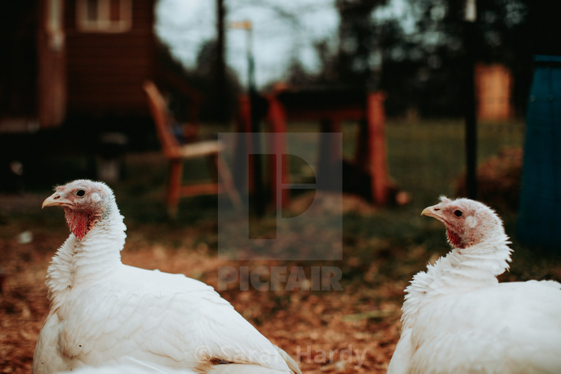 "Two Turkeys" stock image