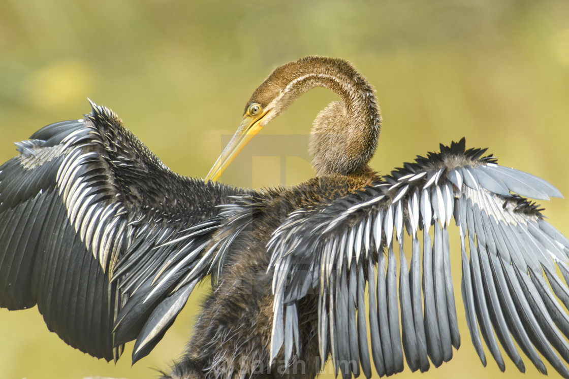 "Oriental Darter" stock image