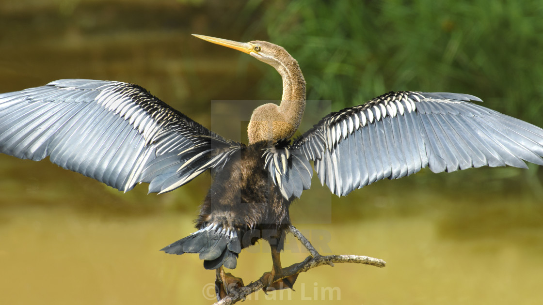 "Oriental Darter" stock image