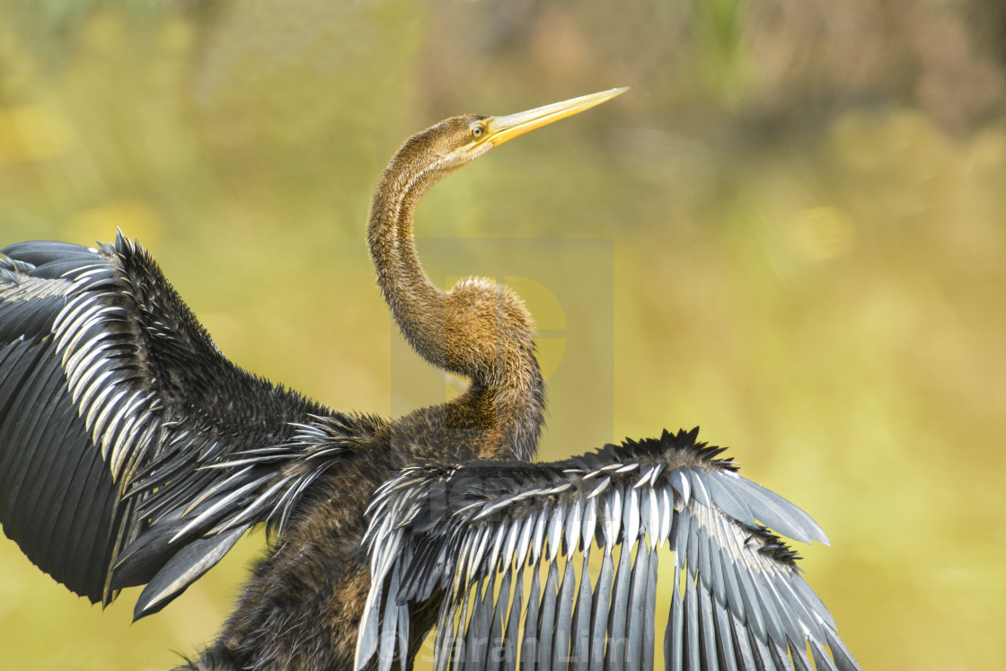 "An Oriental Darter" stock image