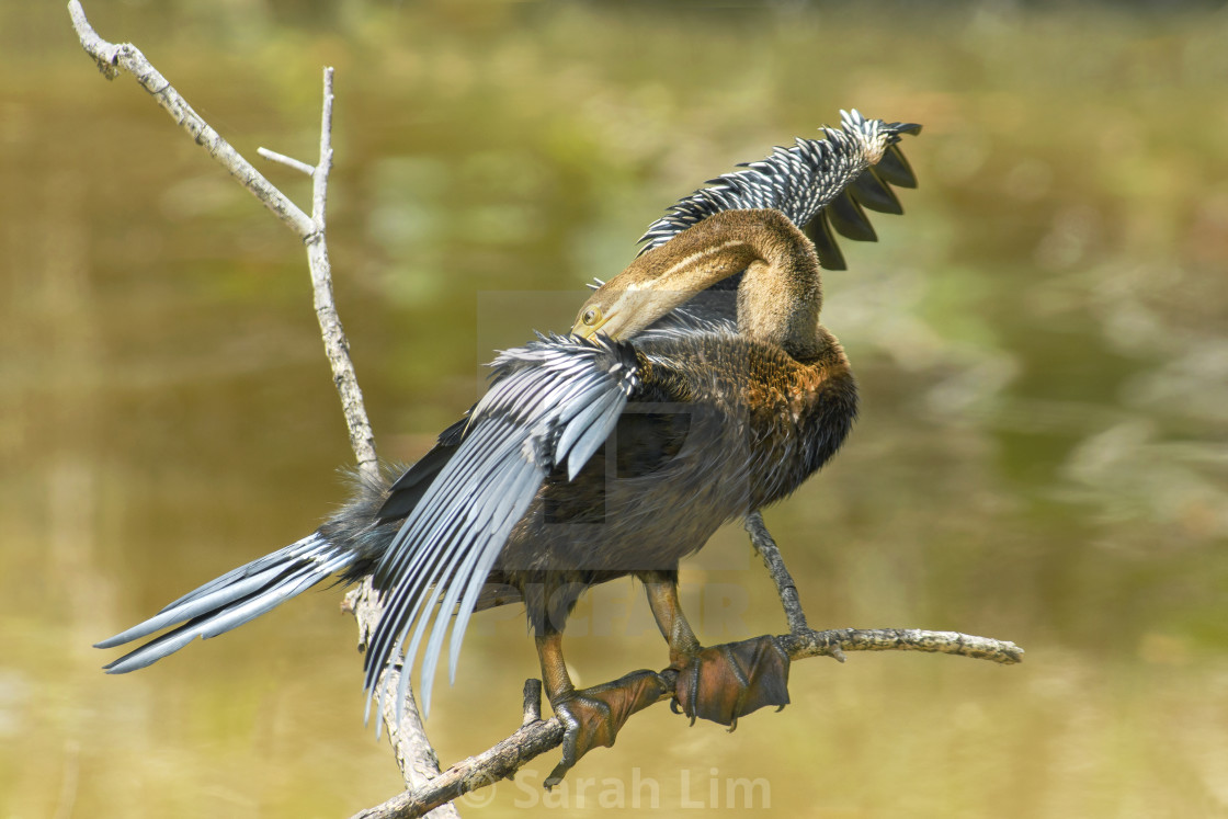 "Oriental Darter" stock image