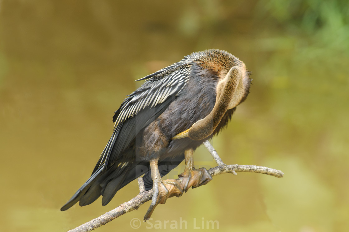 "Oriental Darter" stock image